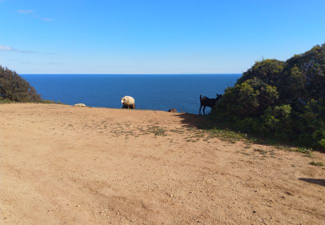 Flock of sheep by the sea Flock of sheep by the sea