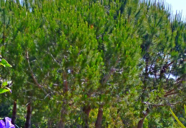 Apartment in Lagos - Quinta Sonhos not only for romantic nature lovers, Lagos Apartment in Lagos - Quinta Sonhos not only for romantic nature lovers, Lagos