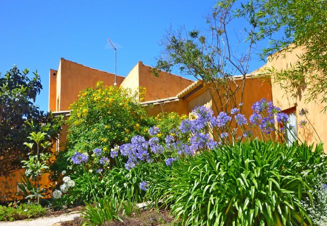 Flower diversity in the garden of Casa dos Sonhos Flower diversity in the garden of Casa dos Sonhos