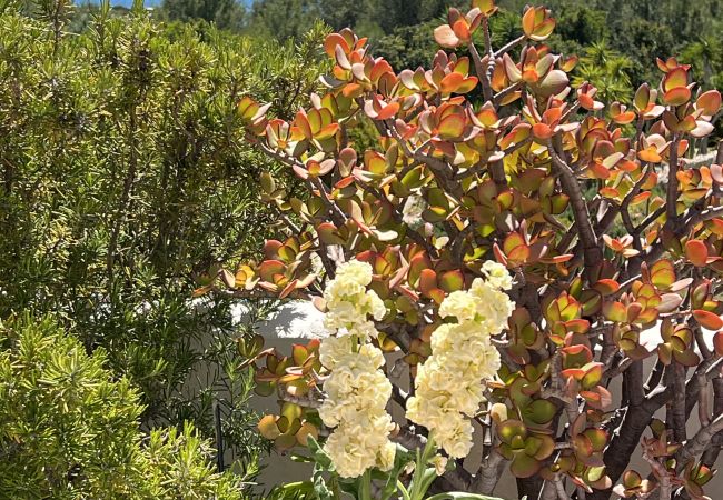 Jardim e flores com vista para o mar Jardim e flores com vista para o mar na Casa Galo Verde