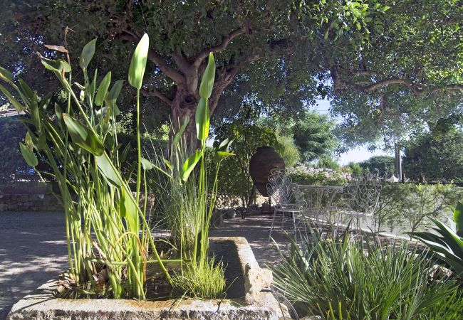 Strelizien im Wasserbad Strelizien im Wasserbad neben einer Sitzecke unter einem Baum im Garten von Casa Palmeira